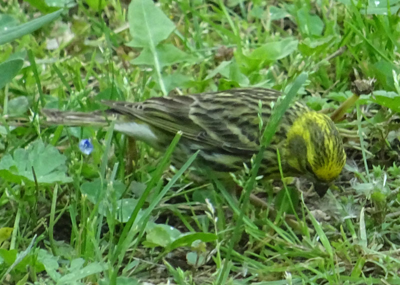 maschio di.....Serinus serinus (Verzellino)